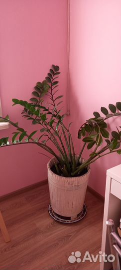 Замиокулькас