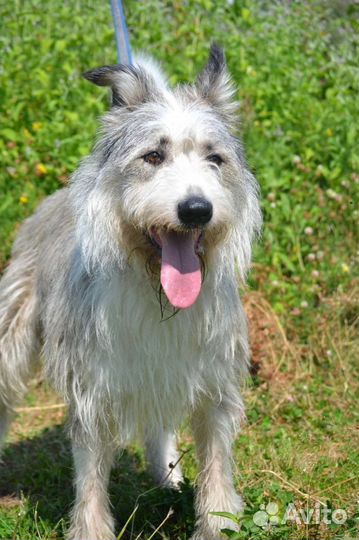 Собака в добрые руки, терьер