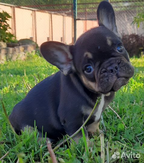 Французский бульдог