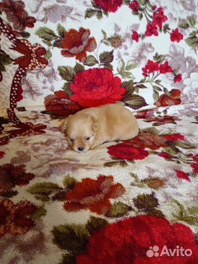 Щенки чихуахуа мини