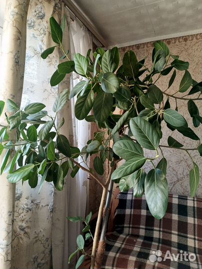 2 фикуса (мельколистовой и крупнолистовой)