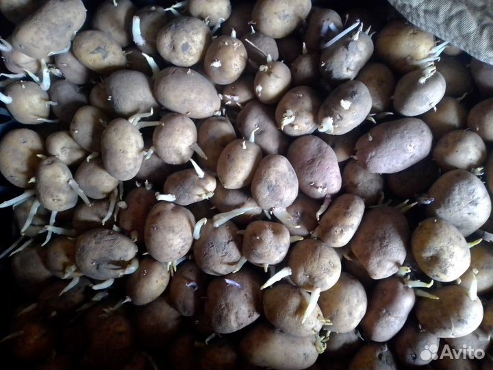 Семенной картофель