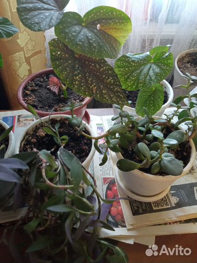 Домашние цветы