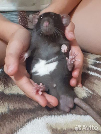 Крыса дамбо мальчик