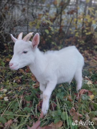 Козочка и козлик зааненские