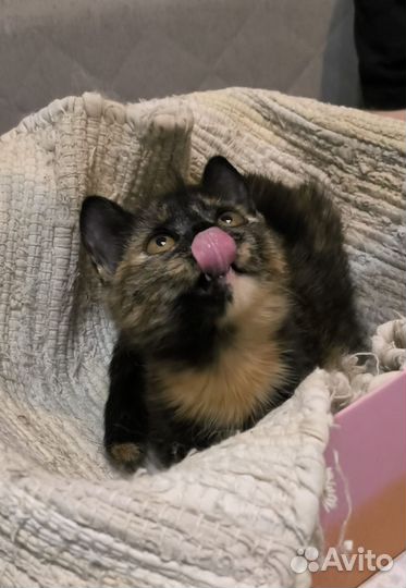 Котёнок девочка ищет дом