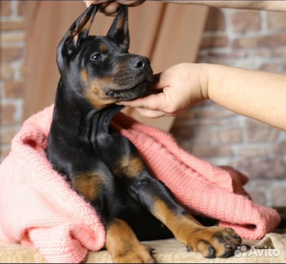 Супер характер Прекрасные щенки добермана