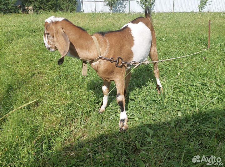 Вязка. Чистокровный нубиец с документами