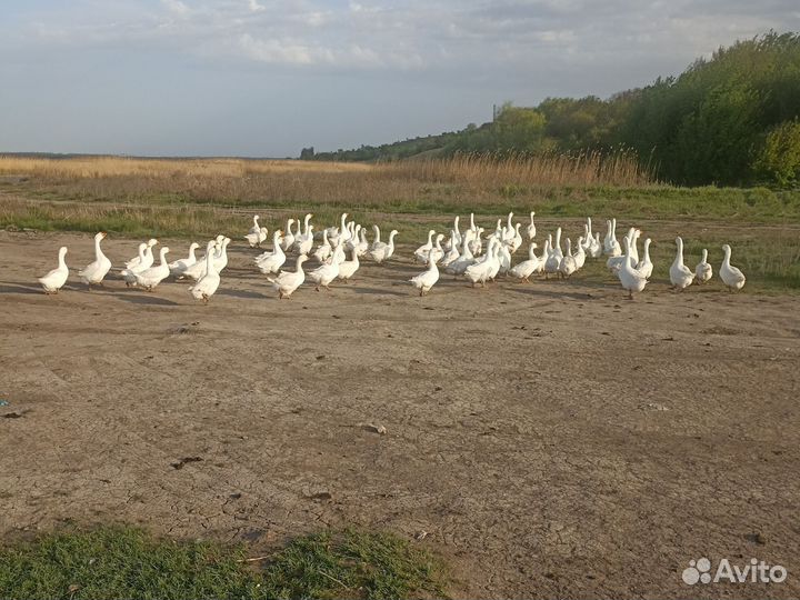 Племенные гуси, Линда