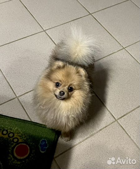 Померанский шпиц Девочка мини