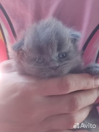 Котятки-медвежатки