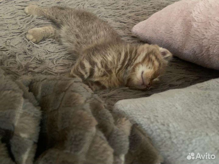 Шотландские котята