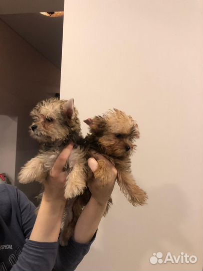 Золотой йорк