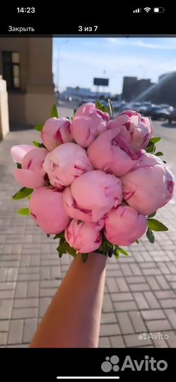 Букеты Пионы 15/25/51/101 с доставкой