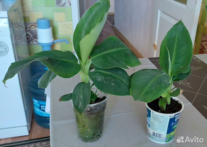 Банан Киевский карлик