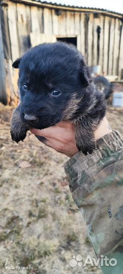 Собака в добрые руки отдам бесплатно