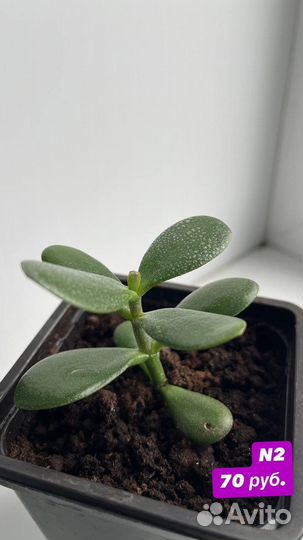 Денежное дерево, комнатное растение - толстянка