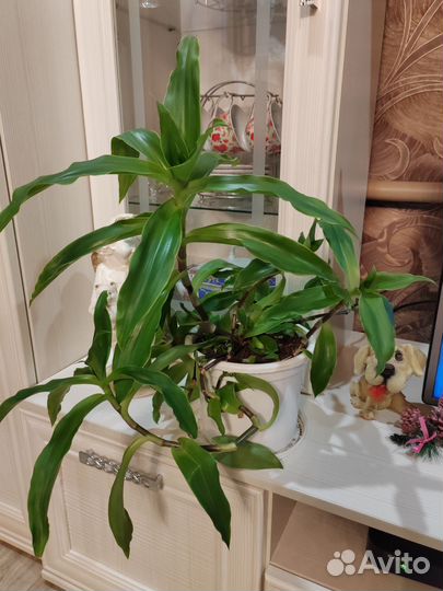 Золотой ус, пассифлора