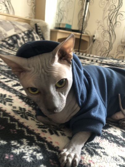 Два кота на вязку
