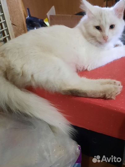 Мальчик без дома