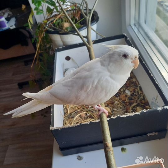 Попугаи корелла с клеткой