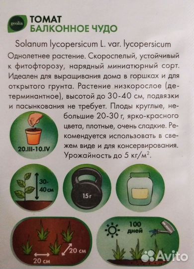 Рассада томатов