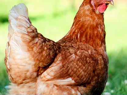 Курицы несушки, Хомутово