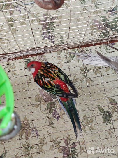 Продаю розелл