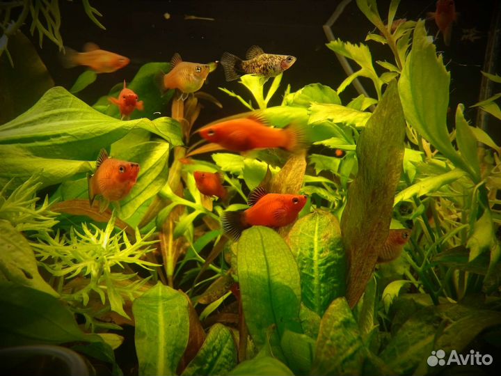 Аквариумные рыбки