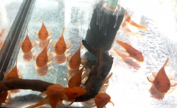 Анциструс Супер Рэд сомики