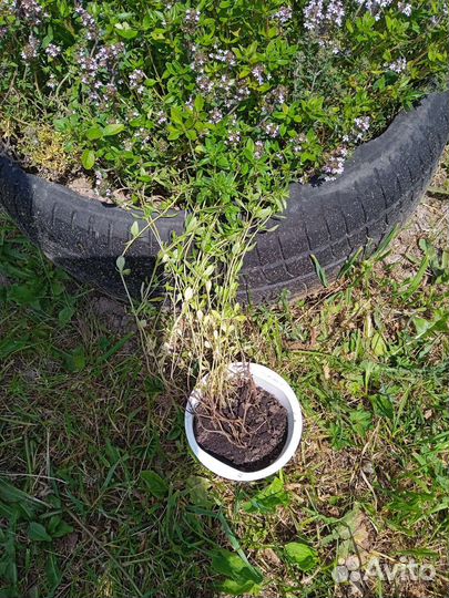 Чебрец (тимьян)