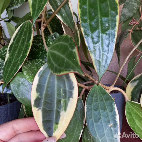 Хойи сортовые