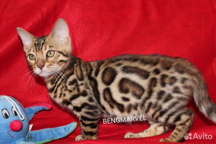 Бенгальские снежные котики