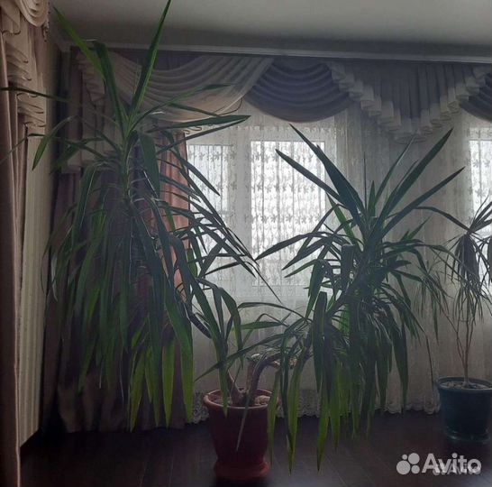 Шторы и ламбрикены бу