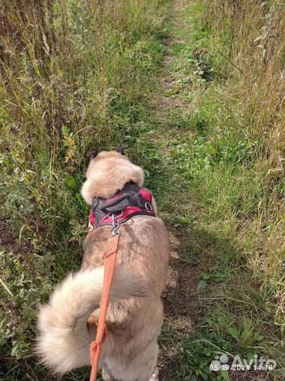 Собака из приюта ждёт хозяев