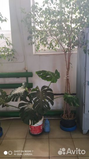 Комнатные растения