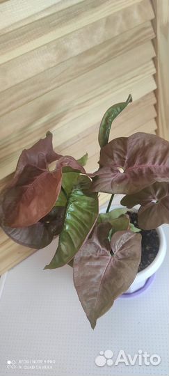 Сциндапсус неон