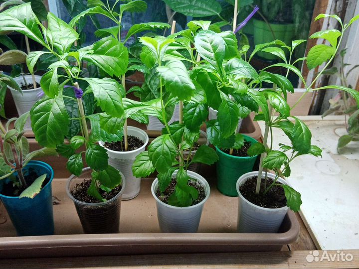 Дуранта комнатная