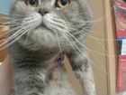Британский котик ищет семью объявление продам