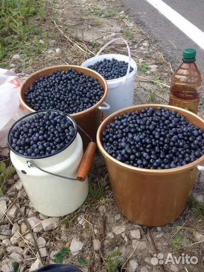 Свежая черника смородина вишня