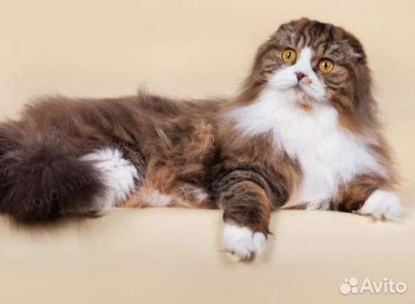 Шотландская