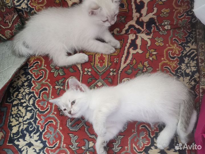 Запись на котят сил тебби поинт