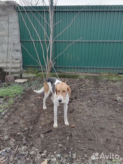 Русская пегая гончая