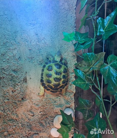 Черепаха самец с террариумом