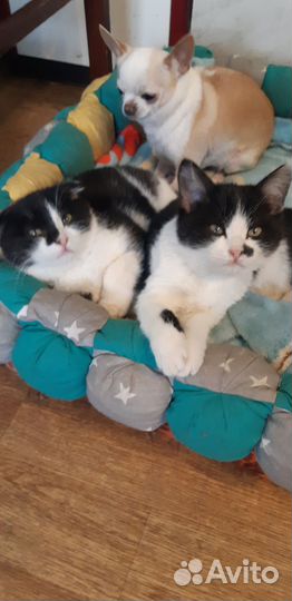 Кошки