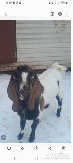 Козлята подрощенные