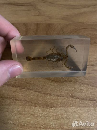 Скорпион в стекле