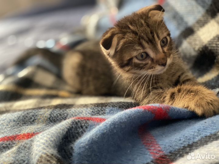 Котенок 1,5 мес