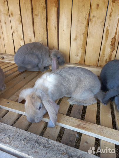 Кролик французский баран
