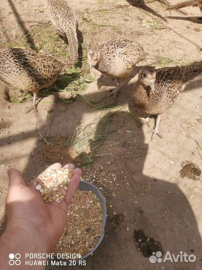 Фазаны румынские